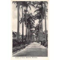 Barbados - Avenue of Palms,...