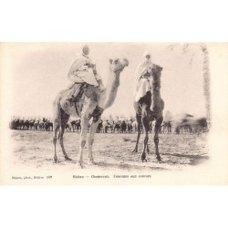 Rare collectable postcards of ALGERIA Algérie. Vintage Postcards of ALGERIA Algérie