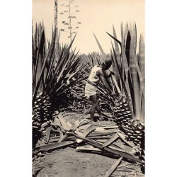 Rare collectable postcards of MOROCCO Maroc. Vintage Postcards of MOROCCO Maroc