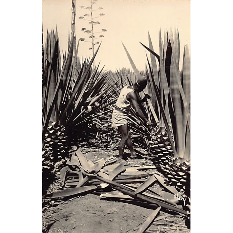 Rare collectable postcards of MOROCCO Maroc. Vintage Postcards of MOROCCO Maroc