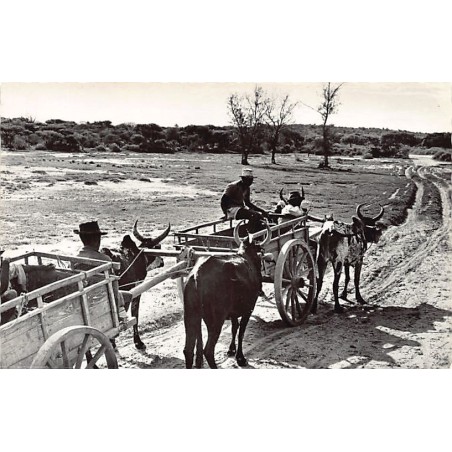Rare collectable postcards of MOROCCO Maroc. Vintage Postcards of MOROCCO Maroc