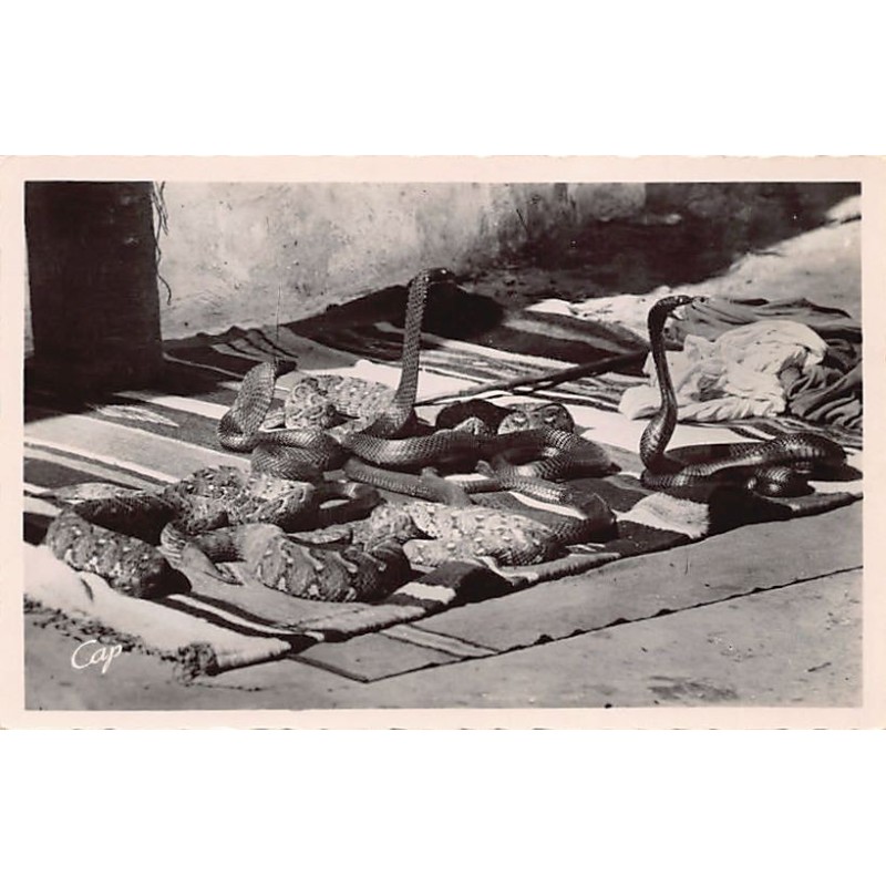 Rare collectable postcards of MOROCCO Maroc. Vintage Postcards of MOROCCO Maroc