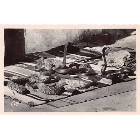 Rare collectable postcards of MOROCCO Maroc. Vintage Postcards of MOROCCO Maroc