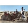 Rare collectable postcards of MOROCCO Maroc. Vintage Postcards of MOROCCO Maroc