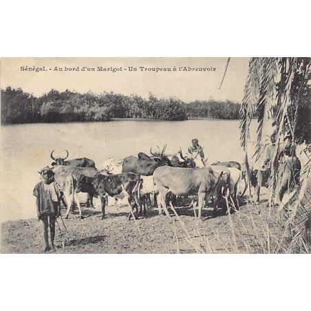 Rare collectable postcards of SENEGAL. Vintage Postcards of SENEGAL