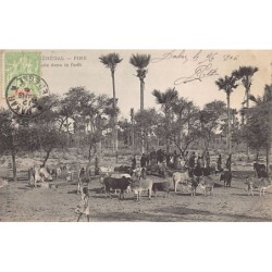 Rare collectable postcards of SENEGAL. Vintage Postcards of SENEGAL