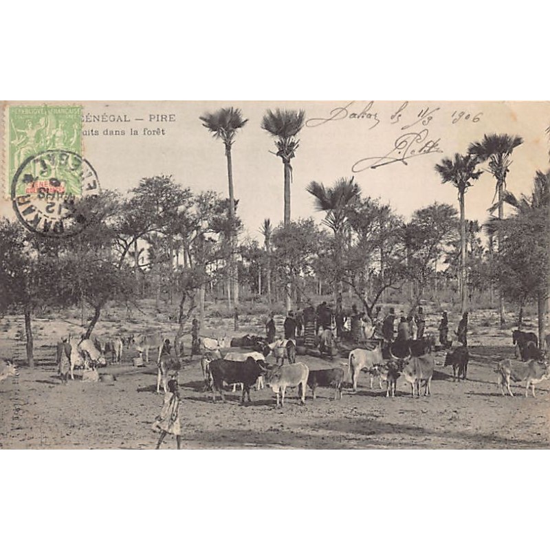 Rare collectable postcards of SENEGAL. Vintage Postcards of SENEGAL