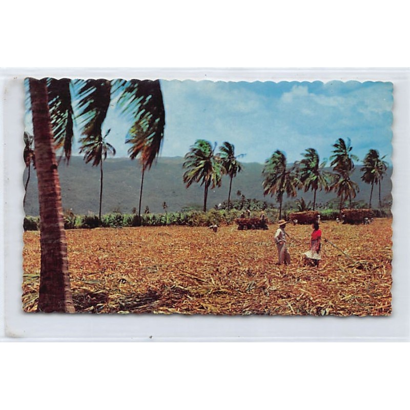 Rare collectable postcards of JAMAICA. Vintage Postcards of JAMAICA