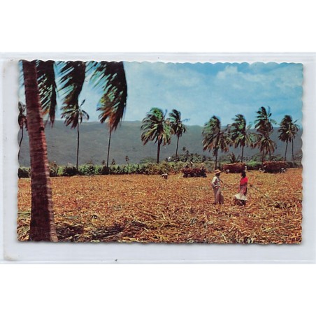 Rare collectable postcards of JAMAICA. Vintage Postcards of JAMAICA