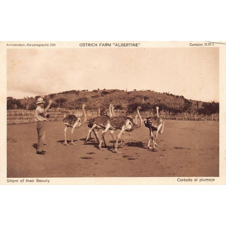 Rare collectable postcards of CURACAO. Vintage Postcards of CURACAO