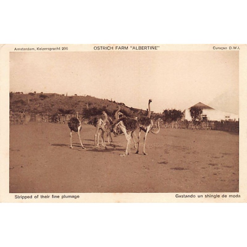 Rare collectable postcards of CURACAO. Vintage Postcards of CURACAO