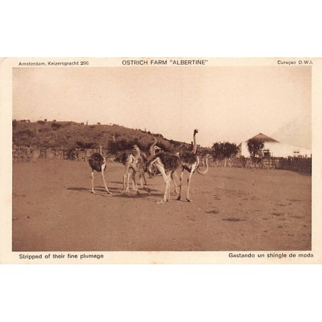 Rare collectable postcards of CURACAO. Vintage Postcards of CURACAO