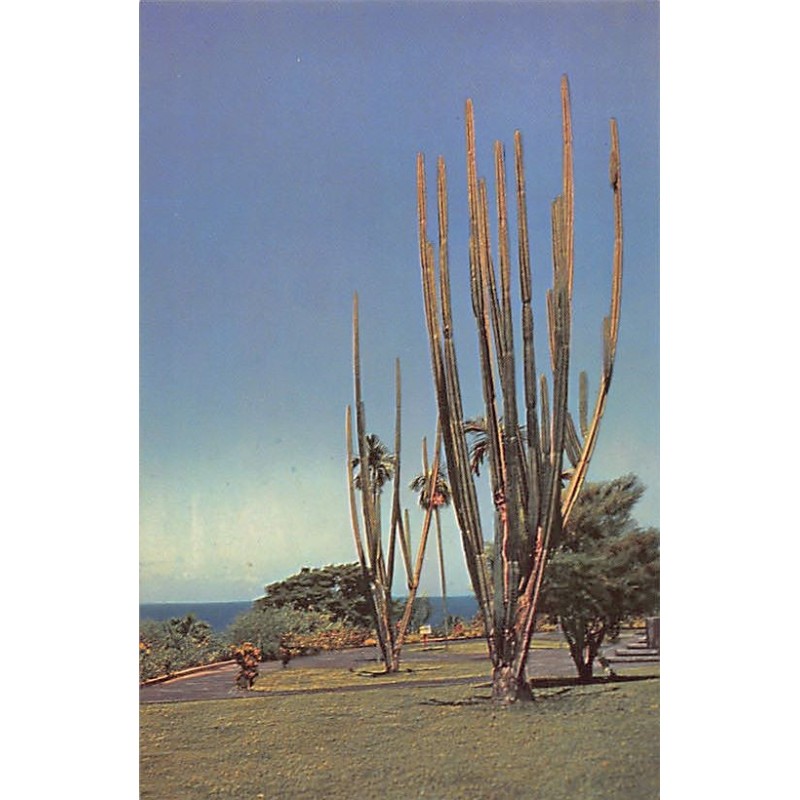 Rare collectable postcards of GUADELOUPE. Vintage Postcards of GUADELOUPE