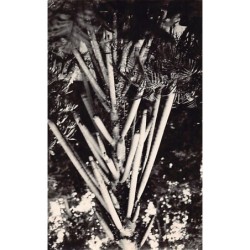 Rare collectable postcards of INDONESIA. Vintage Postcards of INDONESIA