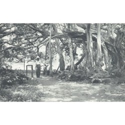 Trinidad - PORT OF SPAIN - Banyan or Ceylon Willow in the Botanical Gardens - Publ. Wilson & Johnstone 268