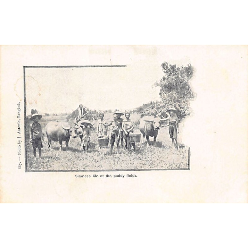 Rare collectable postcards of THAILAND. Vintage Postcards of THAILAND