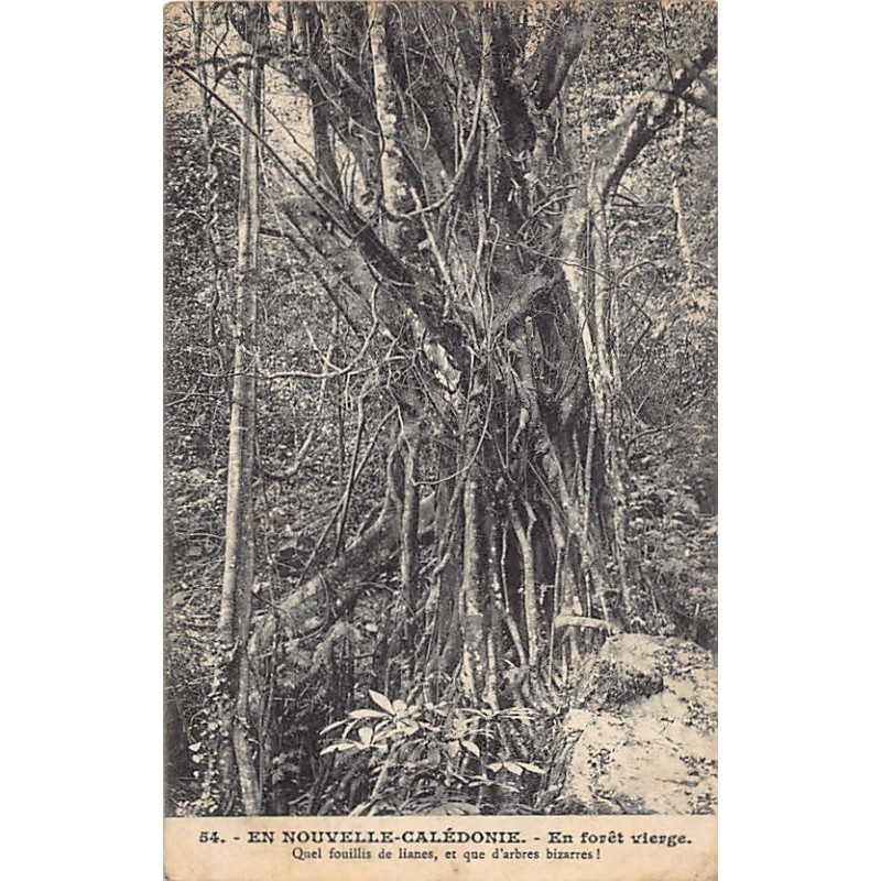 Rare collectable postcards of NEW CALEDONIA Nouvelle-Calédonie. Vintage Postcards of NEW CALEDONIA Nouvelle-Calédonie