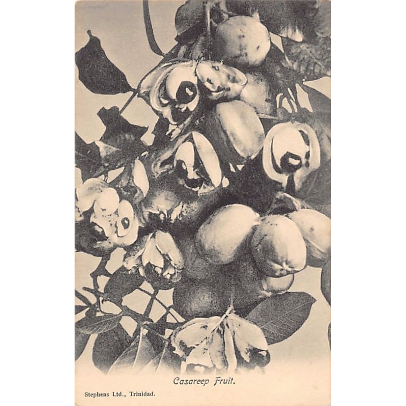 Rare collectable postcards of TRINIDAD & TOBAGO. Vintage Postcards of TRINIDAD & TOBAGO