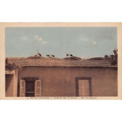 Rare collectable postcards of ALGERIA Algérie. Vintage Postcards of ALGERIA Algérie