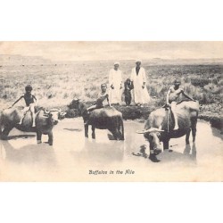 Rare collectable postcards of EGYPT Belgique België. Vintage Postcards of EGYPT Belgique België