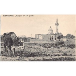 Rare collectable postcards of EGYPT Belgique België. Vintage Postcards of EGYPT Belgique België