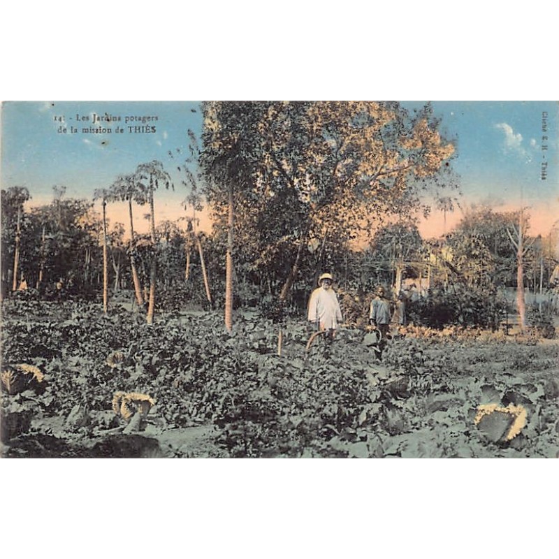 Rare collectable postcards of SENEGAL Belgique België. Vintage Postcards of SENEGAL Belgique België