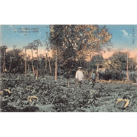 Rare collectable postcards of SENEGAL Belgique België. Vintage Postcards of SENEGAL Belgique België