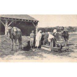 Rare collectable postcards of ALGERIA Algérie Belgique België. Vintage Postcards of ALGERIA Algérie Belgique België