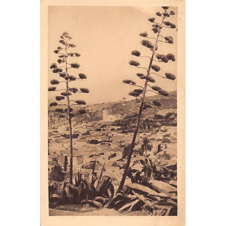 Rare collectable postcards of ALGERIA Algérie Belgique België. Vintage Postcards of ALGERIA Algérie Belgique België