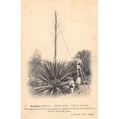 Rare collectable postcards of ALGERIA Algérie Belgique België. Vintage Postcards of ALGERIA Algérie Belgique België