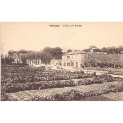 Rare collectable postcards of ALGERIA Algérie Belgique België. Vintage Postcards of ALGERIA Algérie Belgique België