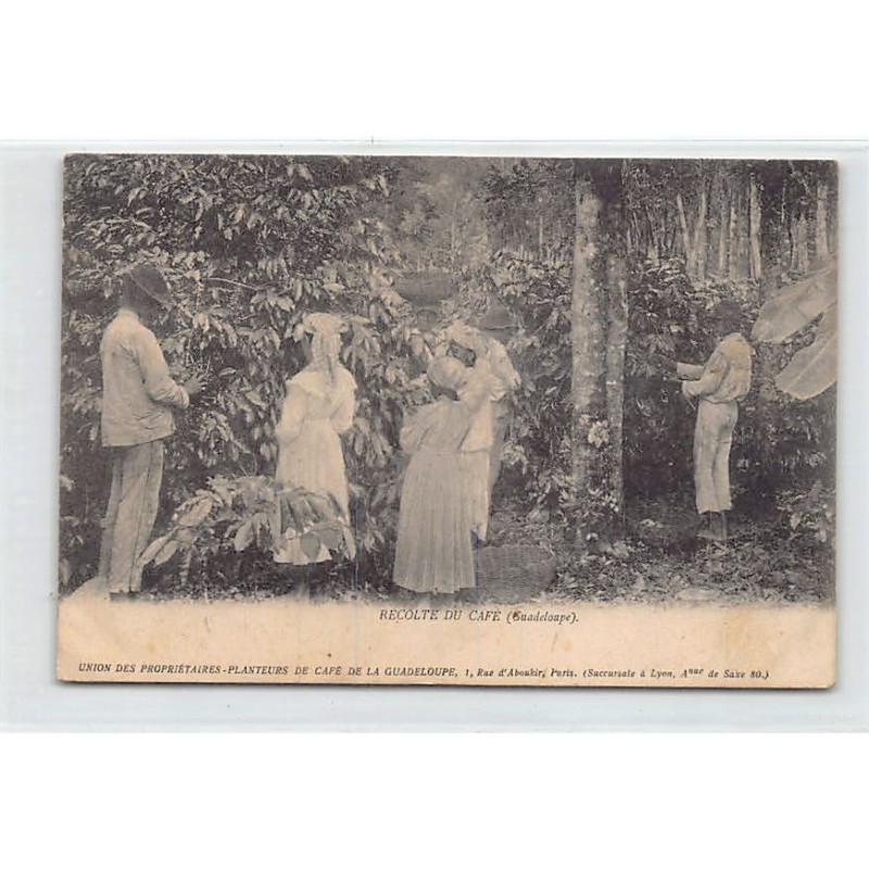 Rare collectable postcards of GUADELOUPE Belgique België. Vintage Postcards of GUADELOUPE Belgique België