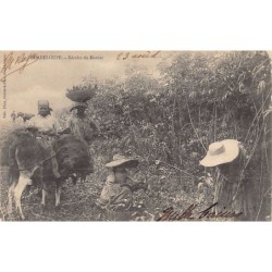 Rare collectable postcards of GUADELOUPE Belgique België. Vintage Postcards of GUADELOUPE Belgique België