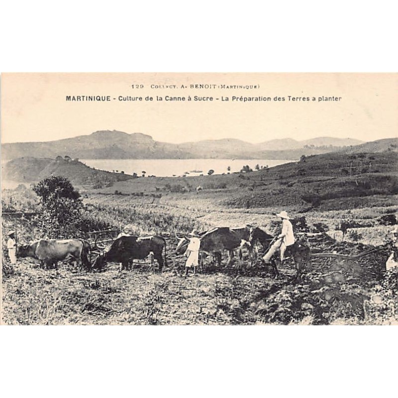 Rare collectable postcards of MARTINIQUE Belgique België. Vintage Postcards of MARTINIQUE Belgique België