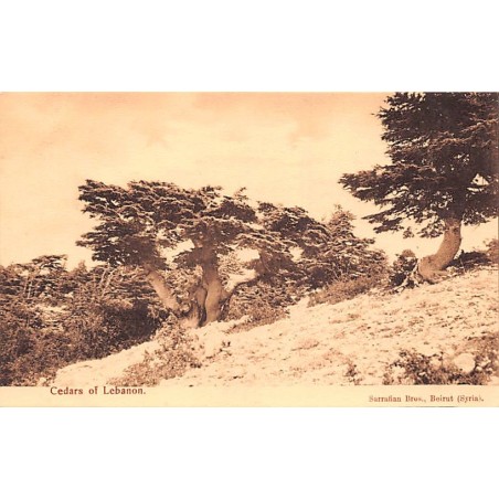 Rare collectable postcards of LEBANON Belgique België. Vintage Postcards of LEBANON Belgique België