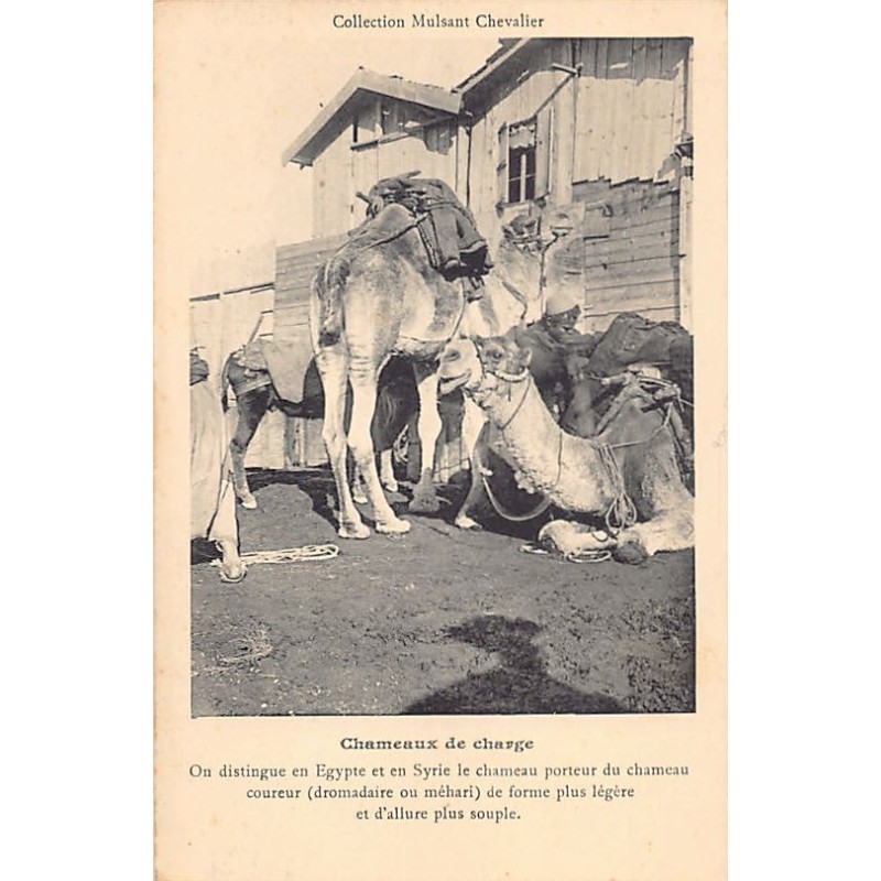 Rare collectable postcards of LEBANON Belgique België. Vintage Postcards of LEBANON Belgique België