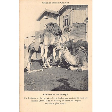 Rare collectable postcards of LEBANON Belgique België. Vintage Postcards of LEBANON Belgique België