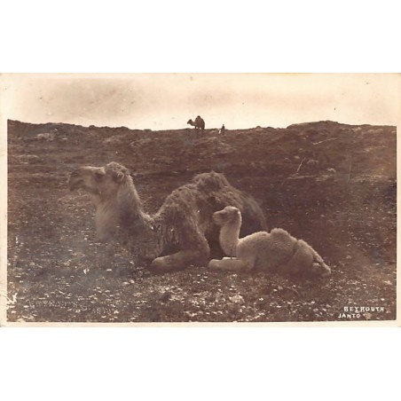 Rare collectable postcards of LEBANON Belgique België. Vintage Postcards of LEBANON Belgique België