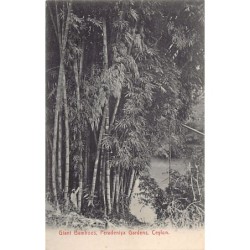 Rare collectable postcards of SRI LANKA Belgique België. Vintage Postcards of SRI LANKA Belgique België