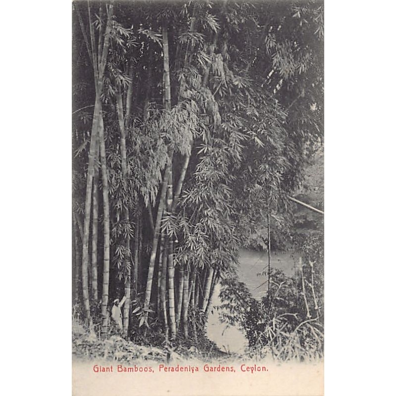 Rare collectable postcards of SRI LANKA Belgique België. Vintage Postcards of SRI LANKA Belgique België