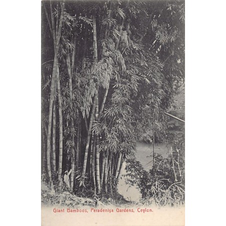 Rare collectable postcards of SRI LANKA Belgique België. Vintage Postcards of SRI LANKA Belgique België