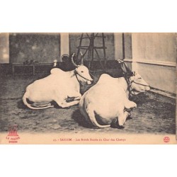 Rare collectable postcards of VIET-NAM Vietnam Belgique België. Vintage Postcards of VIET-NAM Vietnam Belgique België