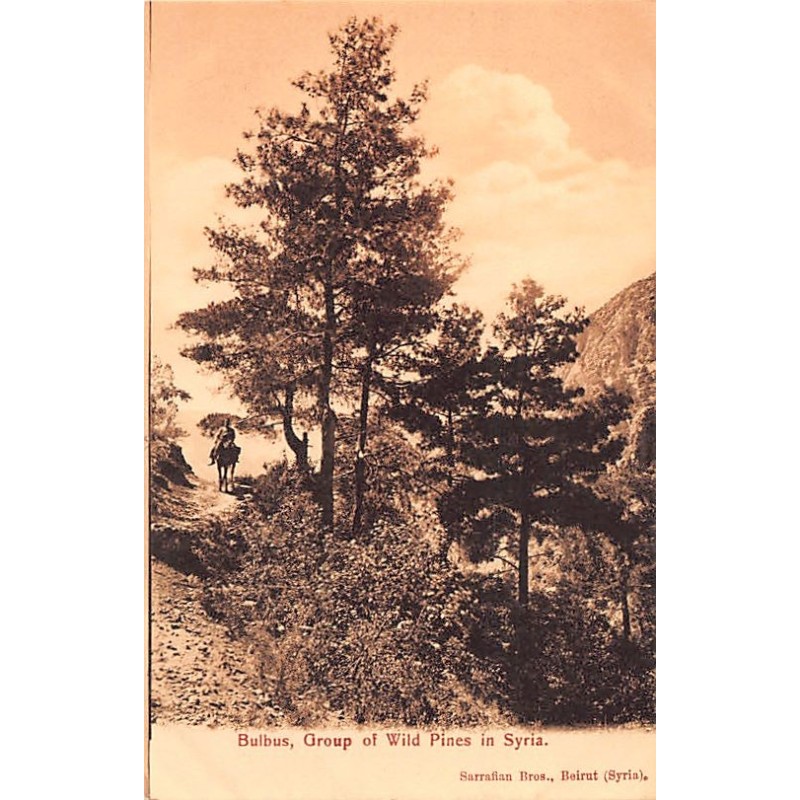 Rare collectable postcards of SYRIA Belgique België. Vintage Postcards of SYRIA Belgique België