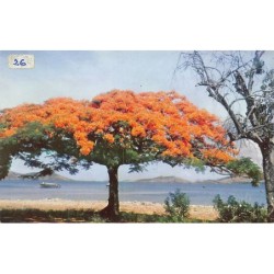 Rare collectable postcards of NOUVELLE-CALÉDONIE New Caledonia. Vintage Postcards of NOUVELLE-CALÉDONIE New Caledonia