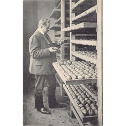 Rare collectable postcards of NEDERLAND. Vintage Postcards of NEDERLAND