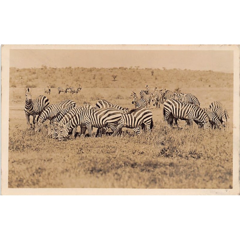 Rare collectable postcards of KENYA. Vintage Postcards of KENYA