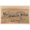Rare collectable postcards of KENYA. Vintage Postcards of KENYA