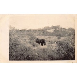 Rare collectable postcards of KENYA. Vintage Postcards of KENYA