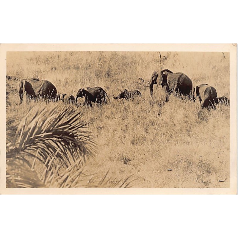 Rare collectable postcards of KENYA. Vintage Postcards of KENYA
