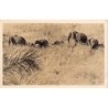 Rare collectable postcards of KENYA. Vintage Postcards of KENYA